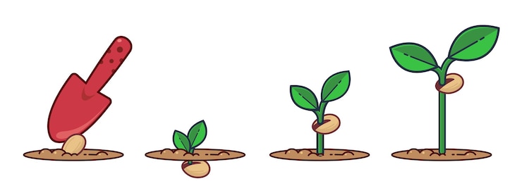 Estágios da planta em crescimento Sementes brotam e florescem Planta cultivada Ilustração plana dos desenhos animados da planta