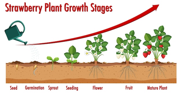 Estágios de crescimento da planta de morango