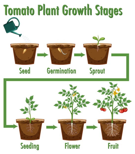 Vetor estágios de crescimento da planta de tomate