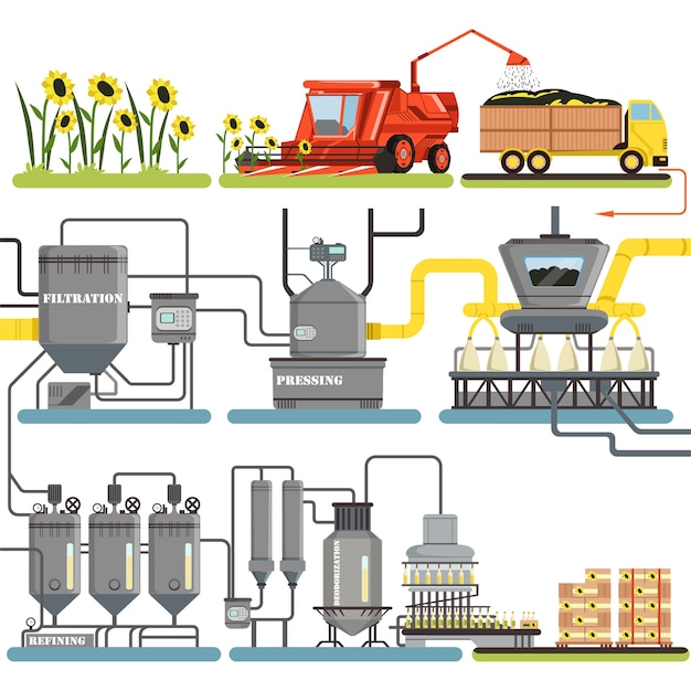 Estágios do processo de produção de óleo de girassol, colheita de girassóis e embalagem de produtos acabados ilustrações em fundo branco