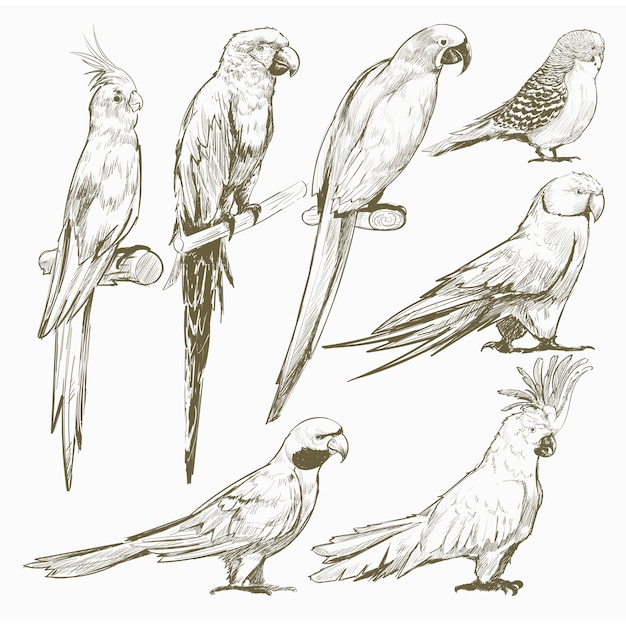 Estilo de desenho de ilustração da coleção de aves papagaio
