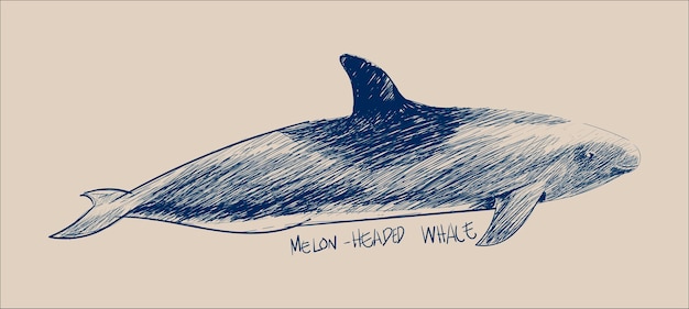 Estilo de desenho de ilustração de baleia com cabeça de melão