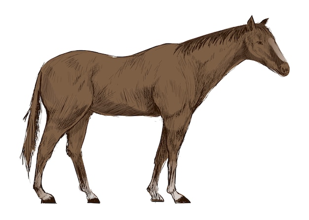 Estilo de desenho de ilustração de cavalo