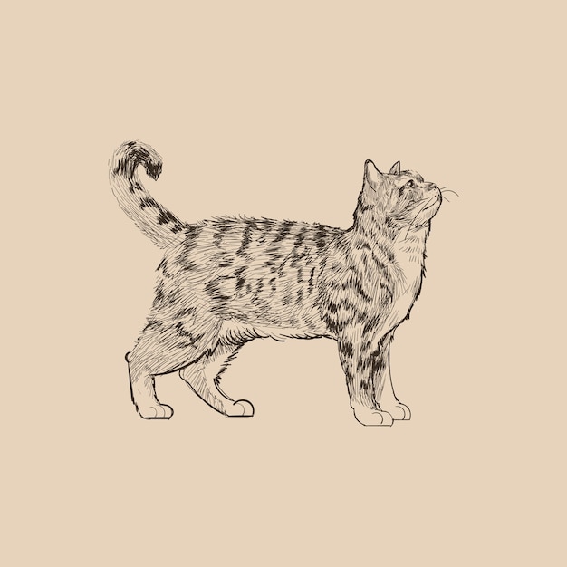 Vetor estilo de desenho de ilustração de gato