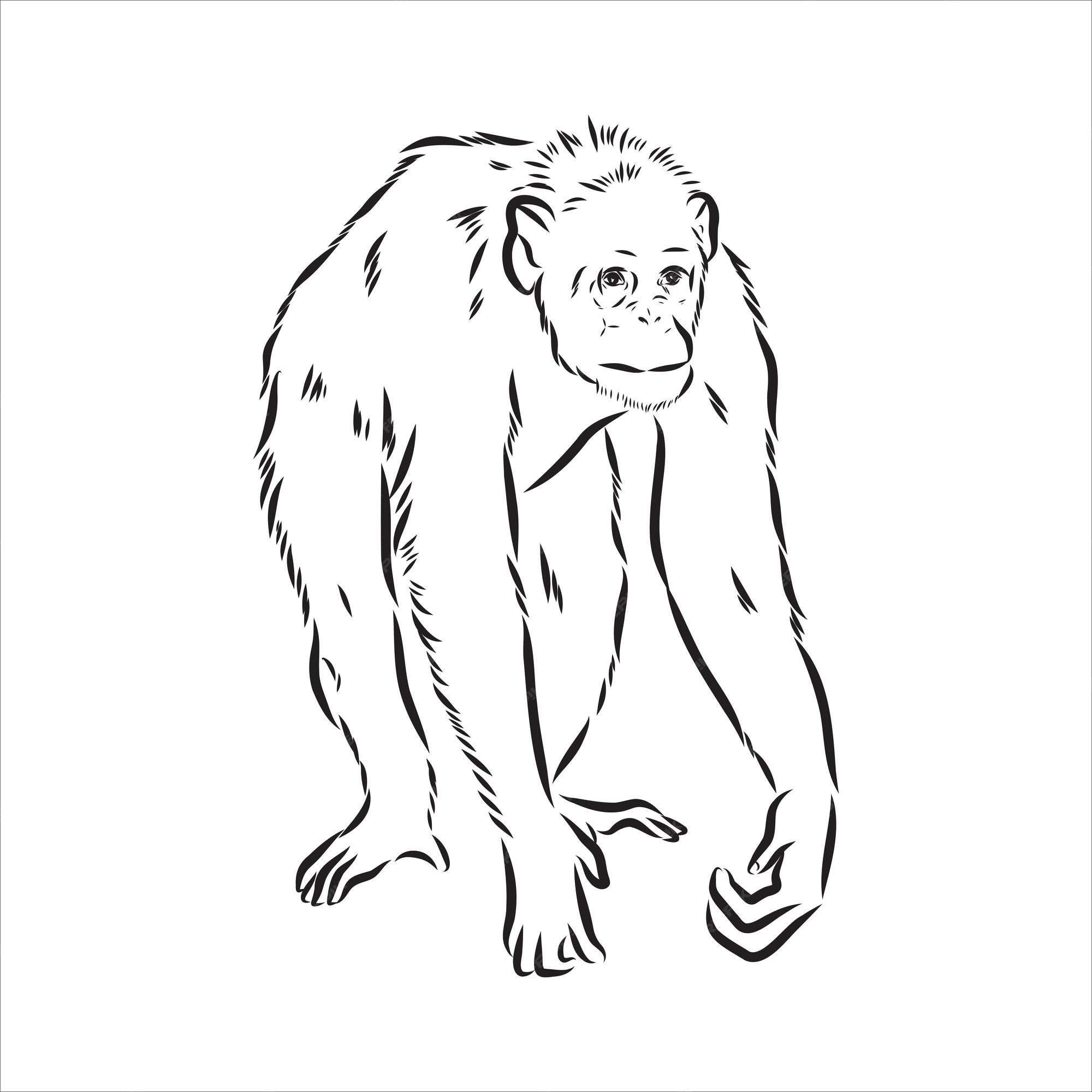 Retrato Macaco Prego Esboço Desenhado Mão Desenho Ilustração Vetorial  imagem vetorial de zakalevych© 672903744