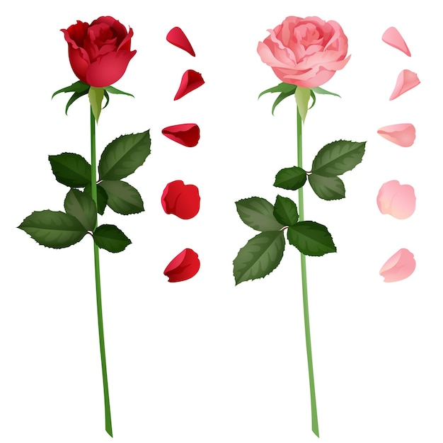 Estilo realista rosa e vermelho
