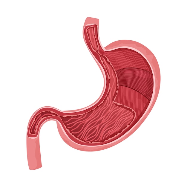 Estômago humano para dentro com camada muscular detalhada