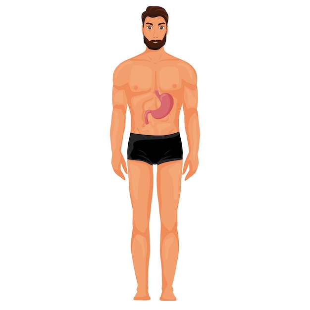 Vetor estômago na ilustração do corpo humano