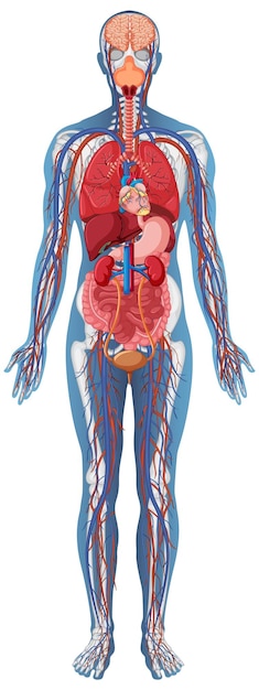 Vetor estrutura anatômica corpo humano