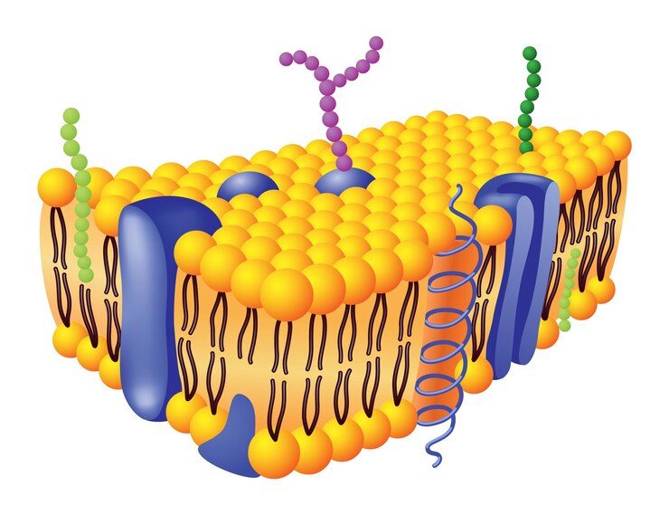 Vetor estrutura anatômica da membrana celular com glicoproteína, proteína integral, glicolípidos e colesterol