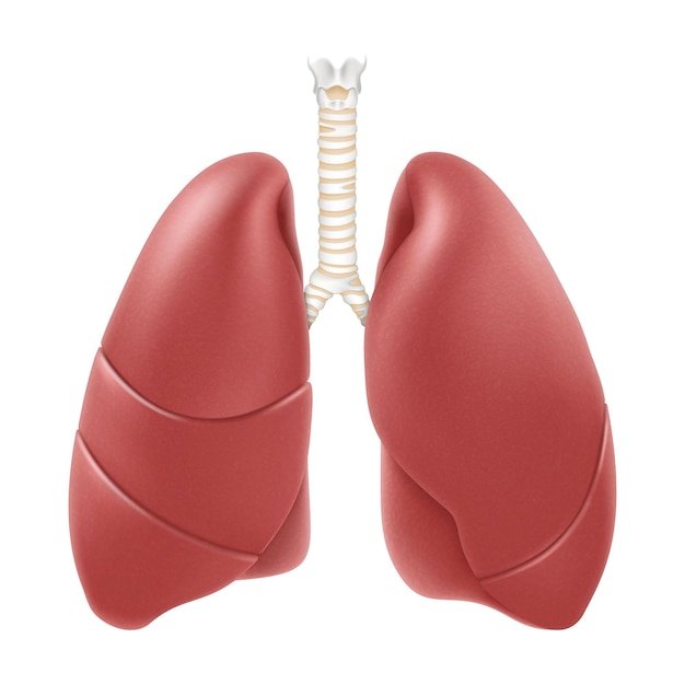 Estrutura da anatomia dos pulmões humanos ilustração em vetor 3d realista isolada no fundo branco vista frontal em detalhes pulmão direito e esquerdo com traqueia pulmão saudável órgão do sistema respiratório