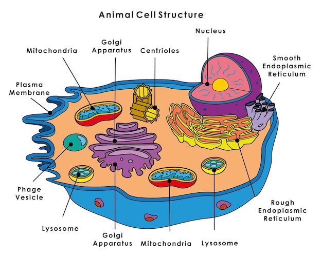 Estrutura da célula animal