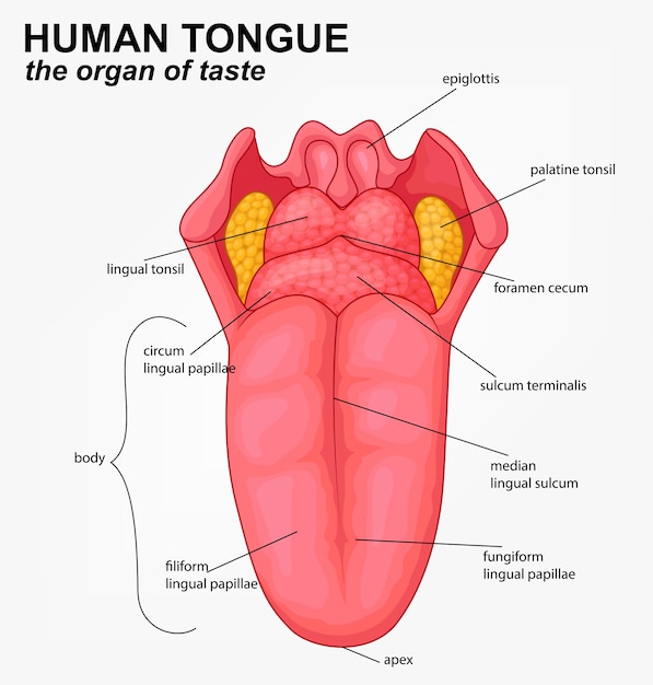 Estrutura de língua humana realista