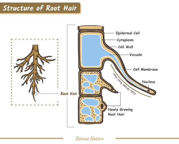 Vetor estrutura do cabelo da raiz