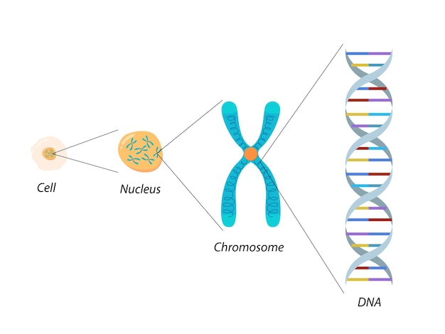 Vetor estrutura do cromossomo celular e biologia molecular do dna