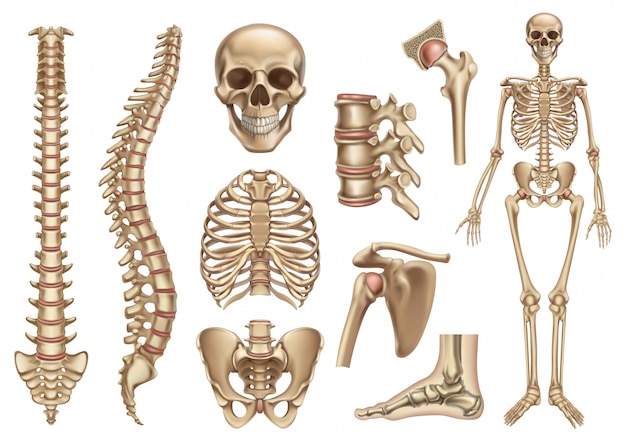 Estrutura do esqueleto humano. Crânio, coluna vertebral, caixa torácica, pelve, articulações. Anatomia e medicina, conjunto de ícones 3d
