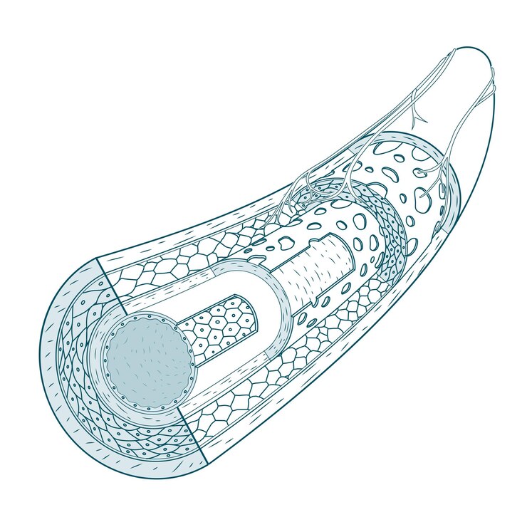 Vetor estrutura do vetor médico dos vasos sanguíneos