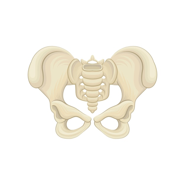 Estrutura dos ossos pélvicos parte inferior do tronco do corpo humano design gráfico para pôster médico ou livro de anatomia educacional ícone de vetor plano detalhado