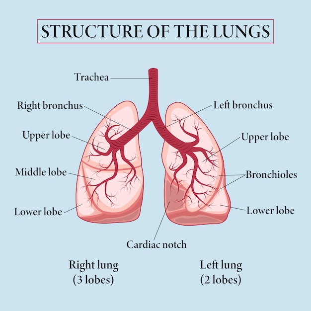Vetor estrutura dos pulmões.