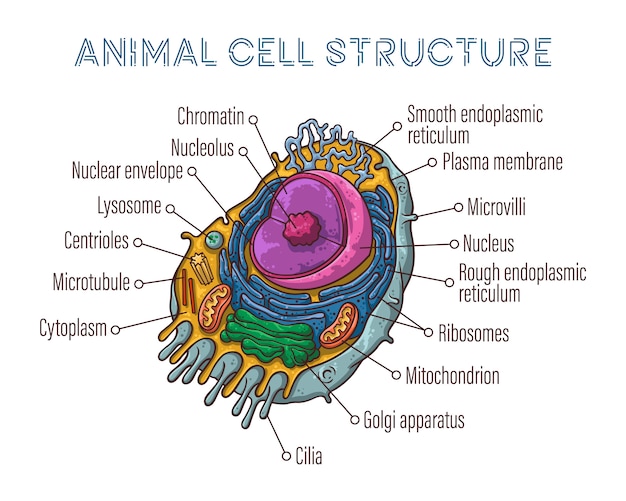 Estrutura esquemática da célula animal.