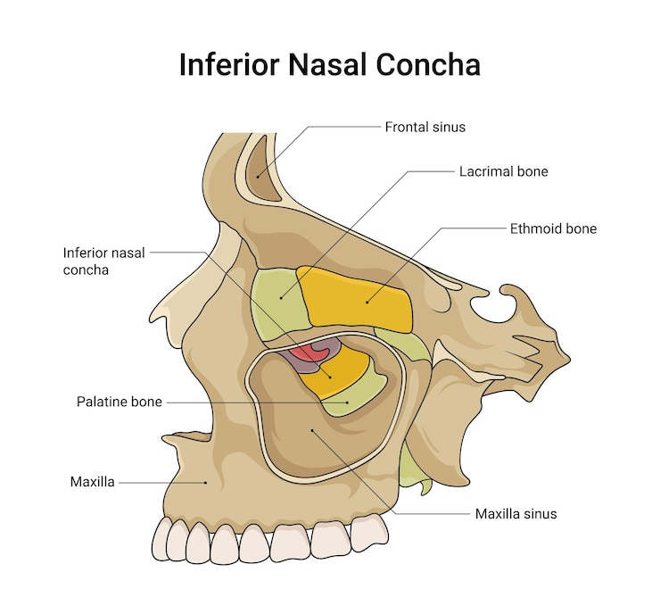 Vetor estrutura óssea da concha nasal inferior