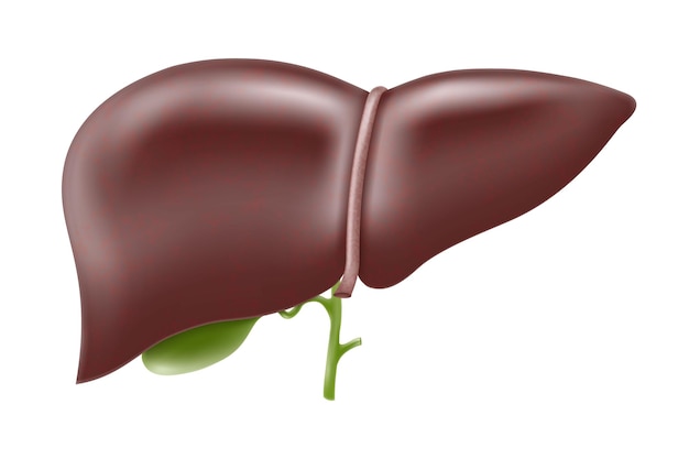 Estrutura realista da anatomia do fígado vetor órgão do sistema hepático órgão digestivo da vesícula biliar humano l