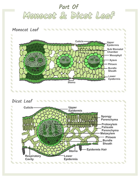 Vetor estruturas internas da folha monocotiledônea e dicotiledônea