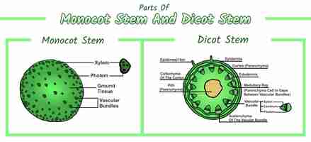 Vetor estruturas internas do caule monocotiledôneo e do caule dicotiledôneo