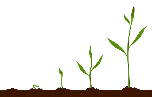 Vetor etapas do processo de crescimento sementes brotam no solo sequência de etapas de germinação de mudas ciclo de desenvolvimento de vegetais na natureza infográfico de processo de crescimento de brotos