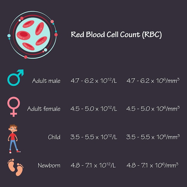 Exame de sangue de glóbulos vermelhos infográfico de vetor médico