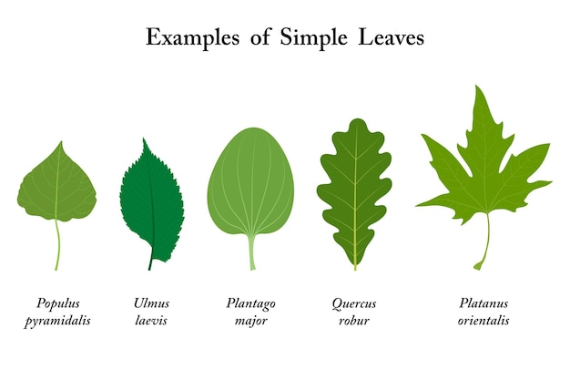 Vetor exemplos de folhas simples populus ulmus laevis plantago major quercus robur platanus orientalis