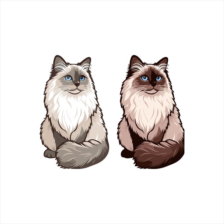 Vetor explore gatos ragdoll em várias poses encantadoras nossas ilustrações de alta qualidade capturam sua graça e