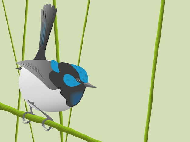 Vetor fairywren pássaro brilhante vetor ilustração ave canora australiana fada wren brilhante pequena imagem aviária