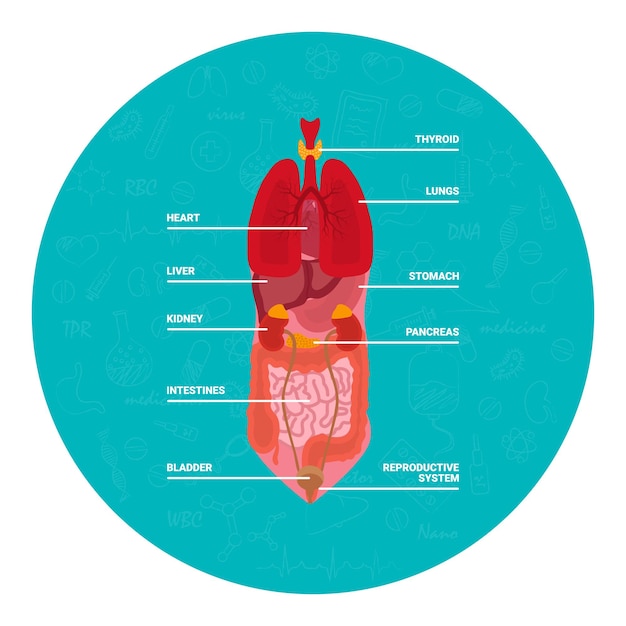 Faixa azul redonda com ilustração de órgãos internos de humanos isolados em fundo branco