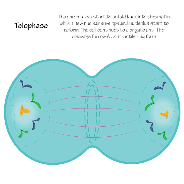 Vetor fase telófase do diagrama vetorial de mitose