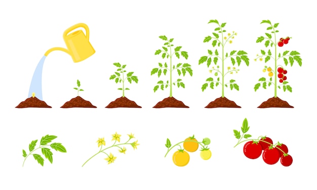 Fases de crescimento das plantas de tomate, desde a semente até o amadurecimento do tomate vermelho. infografia de crescimento de tomates. ciclo de vida vegetal.