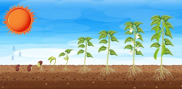 Vetor fases de crescimento de uma planta