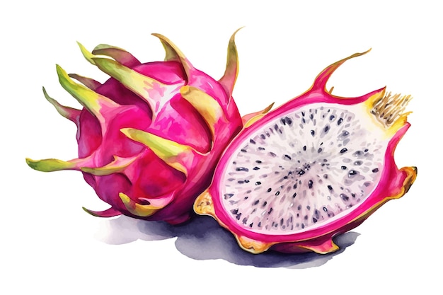 Vetor fatia de fruta do dragão ilustração desenhada à mão em aquarela frutas exóticas tropicais ilustração vetorial plana isolada no fundo branco