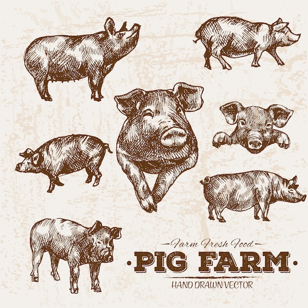 Vetor fazenda de porco desenhada mão