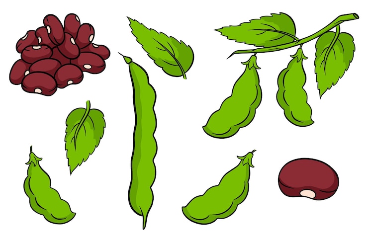 Vetor feijão conjunto feijão verde fresco e feijão vermelho em um estilo de desenho animado ilustração vetorial para design e decoração
