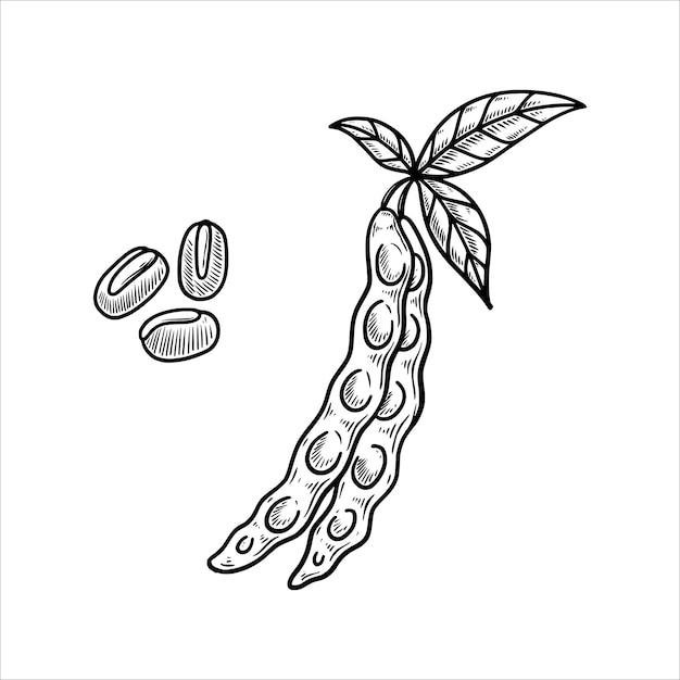 Feijão vegetais desenhados à mão ilustração