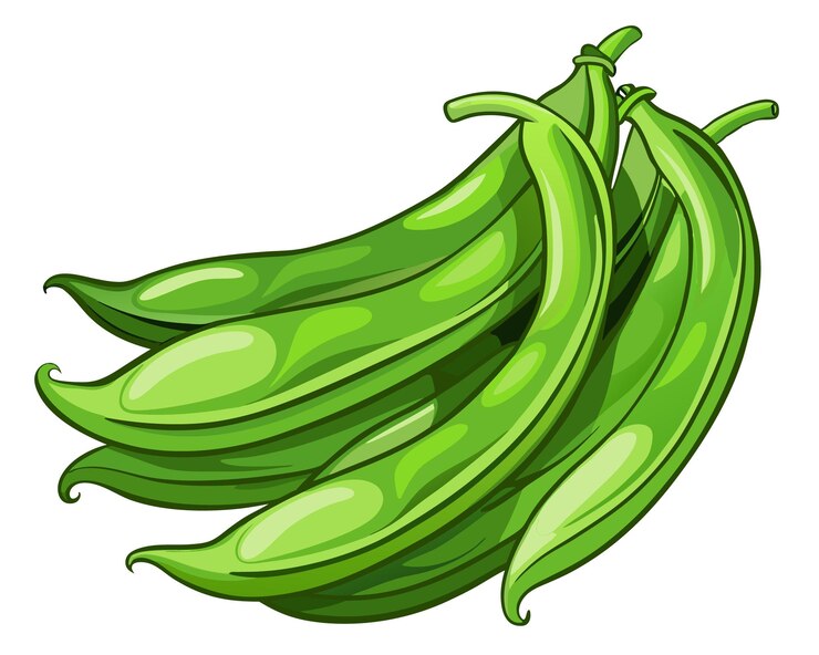 Vetor feijão verde clip art ilustração vetorial realista de feijão verde fresco isolado em branco