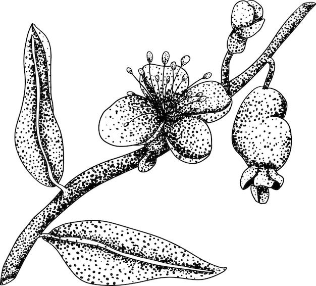 Feijoa sellowiana abacaxi goiaba guavasteen gravura ilustração vetorial desenhada à mão