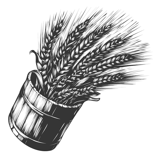 Vetor feixe de trigo em balde de madeira em estilo de gravura rye barley ramo de cereais desenhado à mão vector