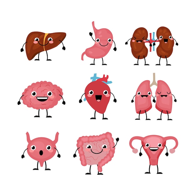 Feliz sorrindo personagens fofinhos órgão em um estilo cartoon plana.