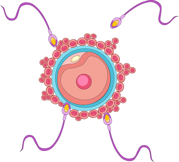 Vetor fertilização de seres humanos