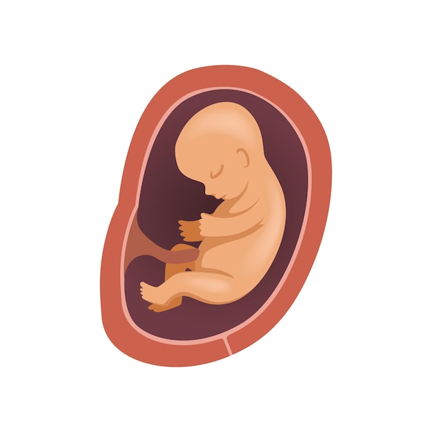 Vetor feto humano dentro do útero 6 meses de estágio de desenvolvimento embrionário ilustração vetorial sobre um fundo branco
