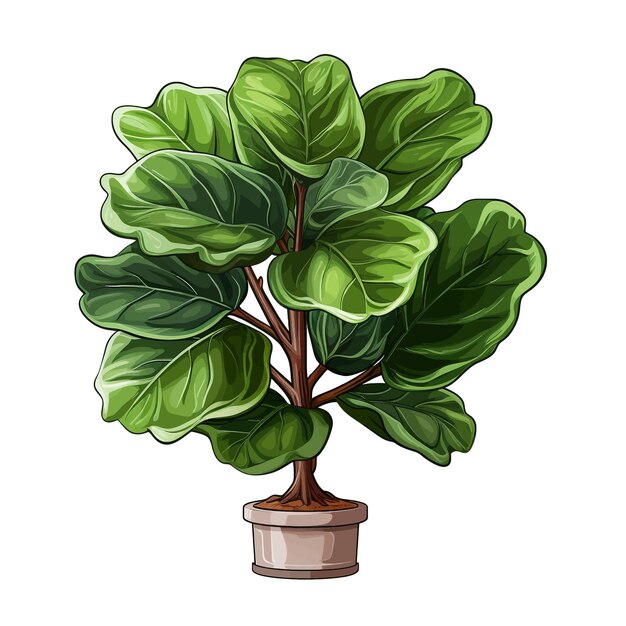 Ficus lyrata fiddle leaf fig