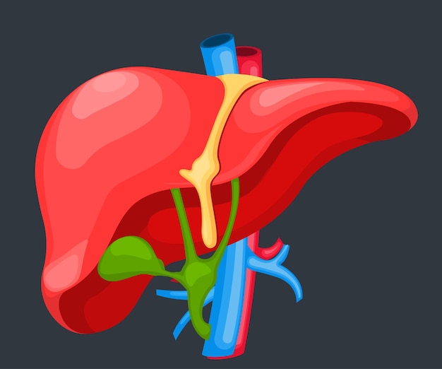 Vetor fígado humano para medicamentos