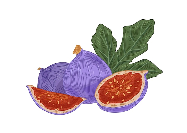 Figos inteiros frescos, seus pedaços cortados com carne suculenta e folha. composição com frutas roxas exóticas em estilo retro. ilustração em vetor colorido desenhados à mão isolada no fundo branco.